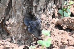 Mecodina subviolacea