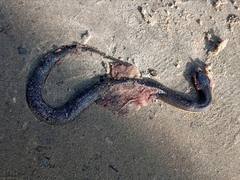 Helicops carinicaudus