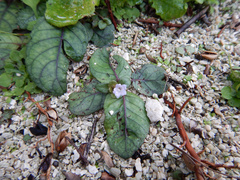 Hemigraphis alternata