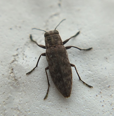 Spectralia gracilipes