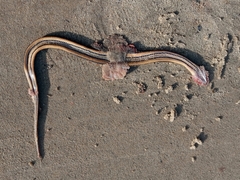 Helicops carinicaudus