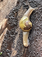 Helicarion mastersi
