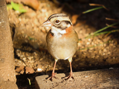 Zonotrichia capensis