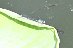 Paracercion calamorum