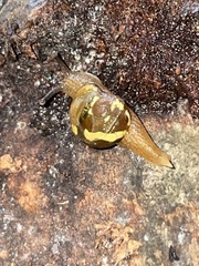 Helicarion mastersi