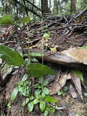 Pterostylis hispidula