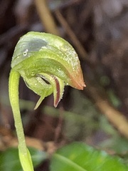 Pterostylis hispidula