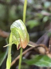 Pterostylis hispidula