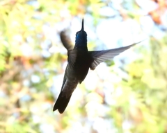 Eugenes fulgens