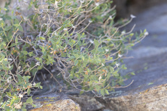 Brickellia atractyloides
