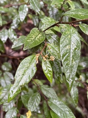 Pomaderris ligustrina