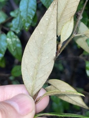 Pomaderris ligustrina