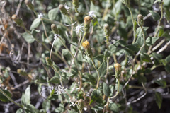 Brickellia atractyloides