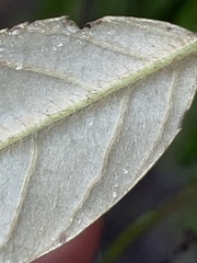 Pomaderris ligustrina