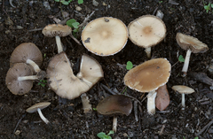 Candolleomyces