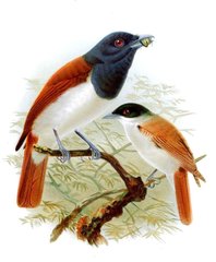 Rufous Vanga photo 3
