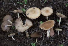 Candolleomyces