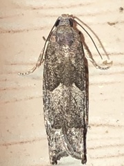 Pseudexentera hodsoni