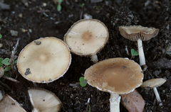 Candolleomyces