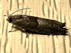 Pseudexentera hodsoni