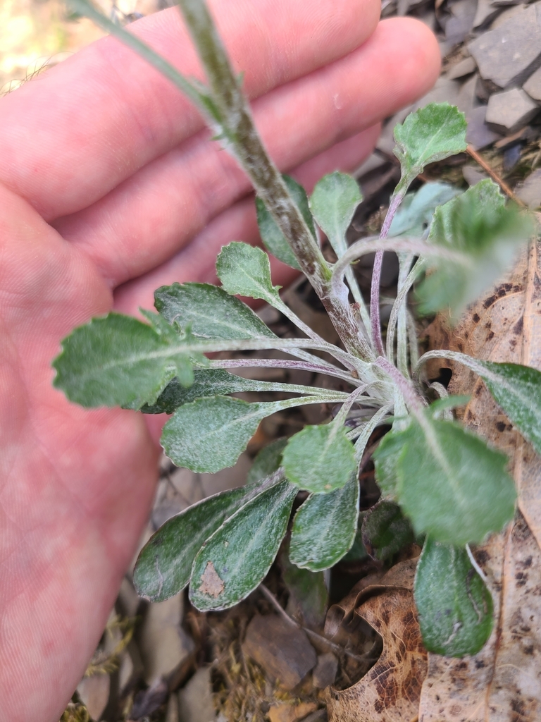 shale barren ragwort