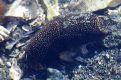 Aglaja ocelligera