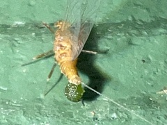 Brachycercus