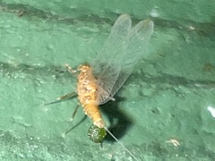 Brachycercus