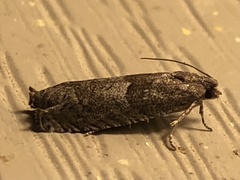 Pseudexentera hodsoni