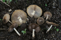 Candolleomyces