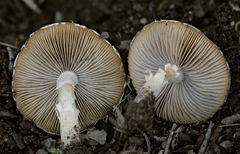 Candolleomyces