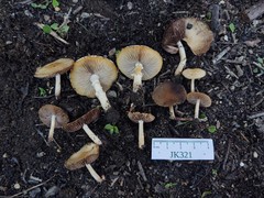 Candolleomyces