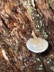 Panellus luxfilamentus
