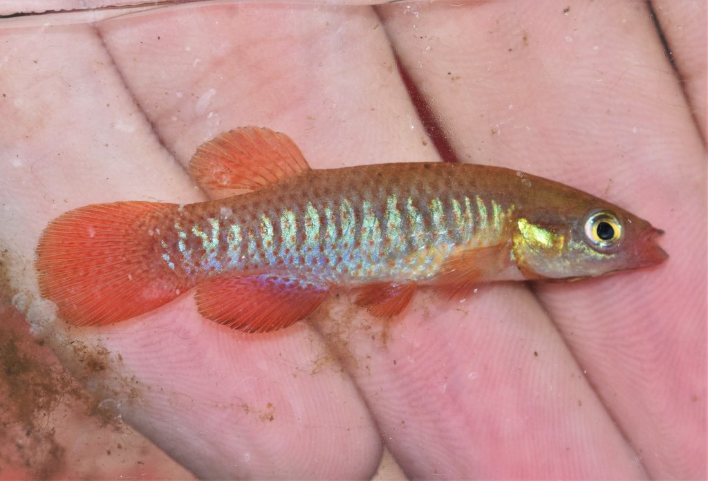 Fundulus cingulatus