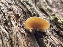 Panellus luxfilamentus
