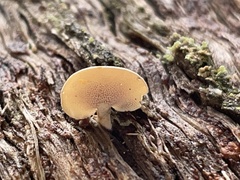 Panellus luxfilamentus