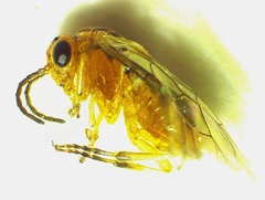 Hoplocampa