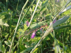 Platycnemis phyllopoda
