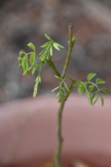 Anthriscus cerefolium