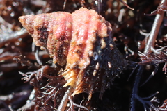Trichotropis cancellata