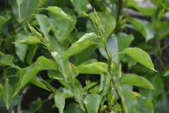 Cordia caffra