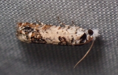 Eucosma ornatula