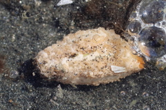 Eupentacta pseudoquinquesemita