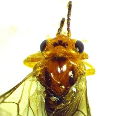 Hoplocampa