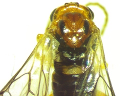 Hoplocampa