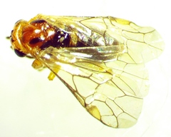 Hoplocampa