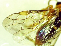 Hoplocampa