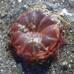 Peachia quinquecapitata