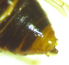 Hoplocampa