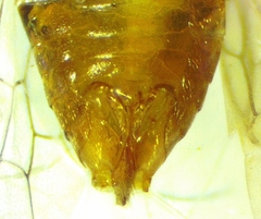 Hoplocampa